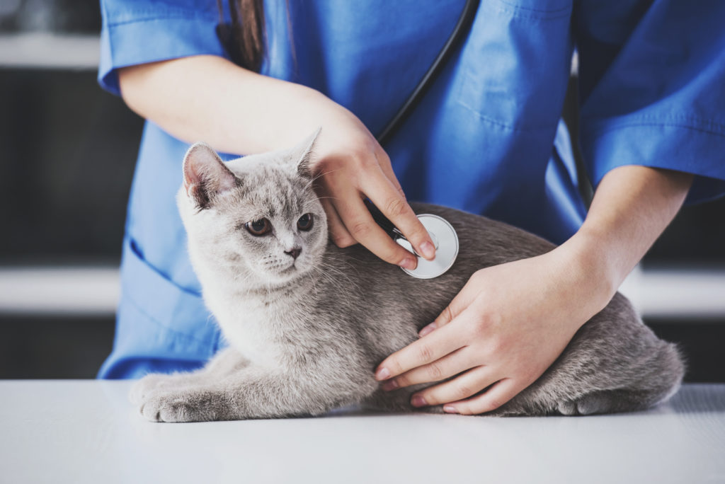 猫の診療