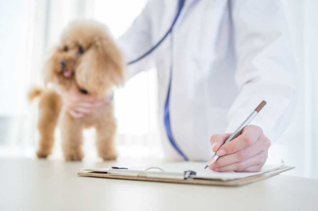 犬の診療